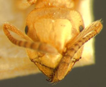 Media type: image;   Entomology 9121 Aspect: head frontal view